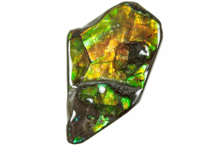 Iridescent Ammolite (Fossil Ammonite Shell) - Alberta, Canada #236382